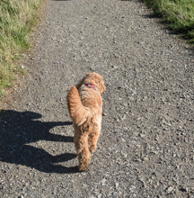 street dog