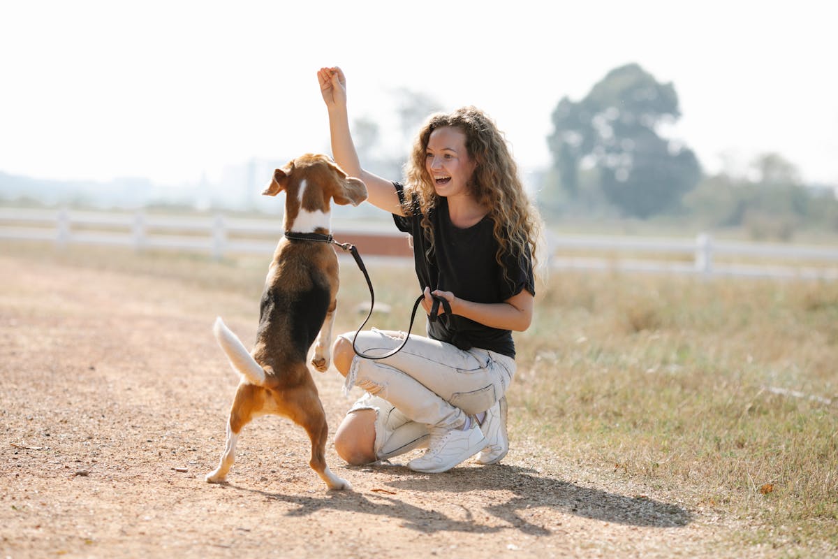 play with dog